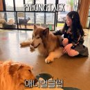 애니멀클럽 | 동탄키즈카페 애니멀클럽 동물체험