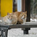 딩동댕동 이미지