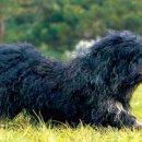 도그도감 이미지