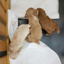 박여진애견미용실 이미지