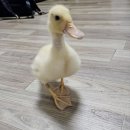 라벤다아메 성조암2마리랑 이미지