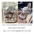 강아지한테 초콜릿을 주는 병원;;.jpg 이미지