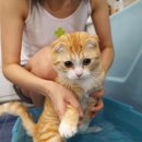 목욕하는고양이 이미지