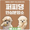 금산천 | 금산애견분양 퍼피댕 든든한 선택