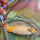 삽교천 낚시터 이미지