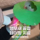 특수동물 행동정신병원 | 퀘이커 앵무새 다리가 부러졌어요. 앵무새병원 에코특수동물병원