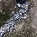 얌차 (yumchaa) 이미지