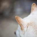 나만고양이없어 이미지