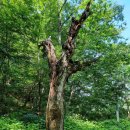 구룡계곡 순환코스 이미지