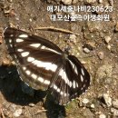 ＜248＞ 20230706목 대왕나비사진과 아차산 이미지