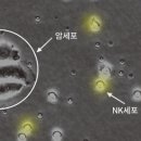 세포 이미지
