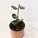 정동로L 이미지