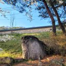 은해사 벚꽃길 이미지