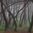 소나무숲 이미지