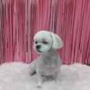 더(The)예쁘개 이미지