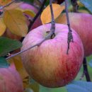 사과나무 이미지