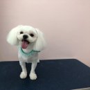 THE반하개 이미지