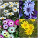 레몬향데이지 이미지