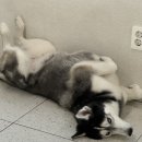 댕교오겠습니다 이미지