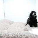 쓰담쓰담애견샵 이미지