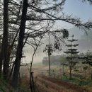 죽엽산농장 이미지