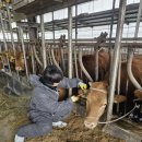 명품한우 이미지