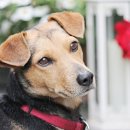 이루다 동물메디컬센터 이미지