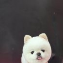 루이스독 이미지