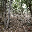 가덕도 동백군락지 이미지