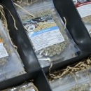 상록자이언트 이미지