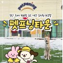 진도유치원앞 | [천안] 애견 유치원 펫프닝타운에서 사회성 훈련받은 후기(feat. 진도믹스)