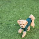 우당탕탕 사고뭉치 | 청수동애견유치원 우당탕탕 사고뭉치 애견 유치원 후기