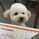 그레잇멍데잇 이미지