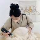 미야옹실 이미지