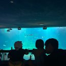 놀로 아쿠아센터 | 제주 아쿠아플라넷 할인 공연시간 내돈내산 후기❤️