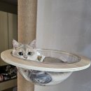 고양이눈 | 마음반려 고함량 눈 영양제 강아지영양제·고양이눈영양제 추천 후기