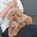 뽀독(BBODOG) 이미지