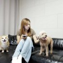 정연