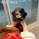 우아펫
