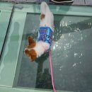 용바우식당 | 울산 바다소풍애견펜션 객실내부와 시설 완벽 리뷰