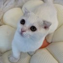 도그마루 강아지고양이 인천논현점 네이버블로그