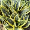 정화슈퍼 이미지