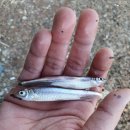 두메낚시터가든 이미지