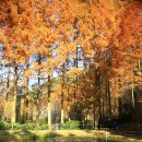 장태산휴양림 이미지