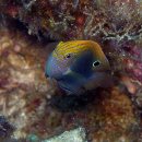 오실레이트 뎀셀피쉬(Ocellate Damselfish) 이미지