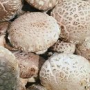 이성욱농장 이미지