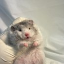선셋햄스터리