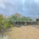 야자수 펜션 민박 이미지