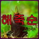 해죽순의 효능 이미지