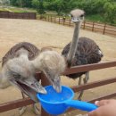 양아목장 이미지